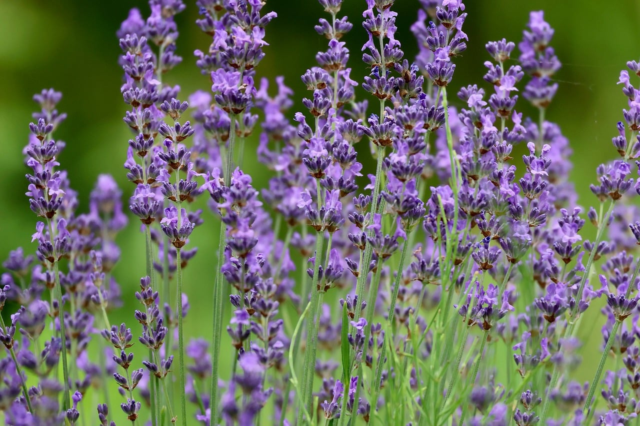 Mandarin Essential Oil vs Mandarin Fragrance Oil: Which Should You Buy?